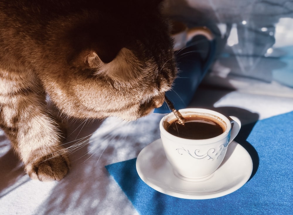 why-does-my-cat-like-coffee
