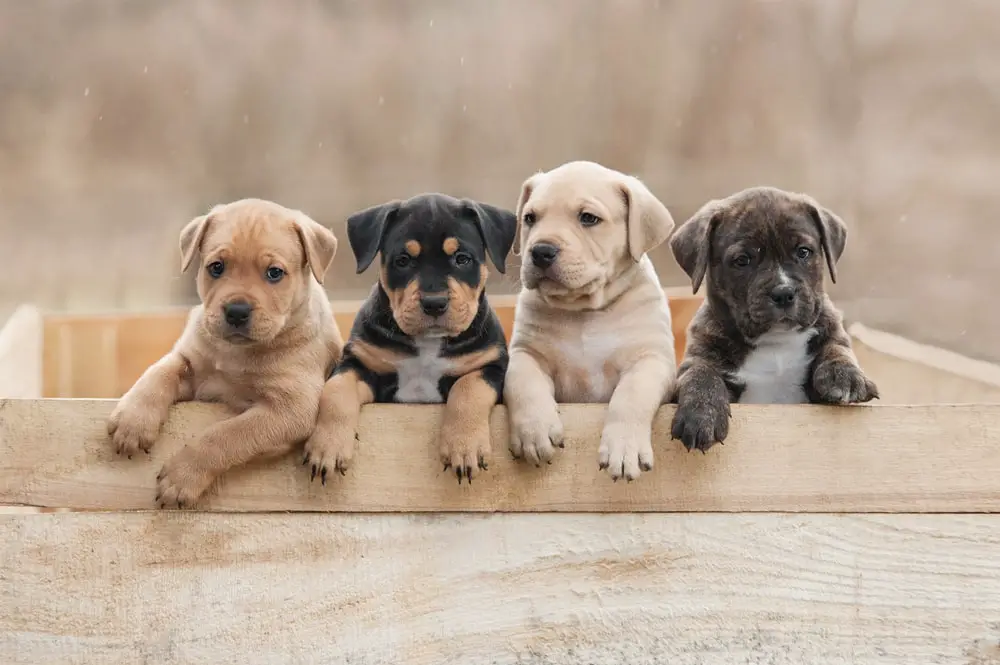 american-staffordshire-terrier-puppies-sitting-box