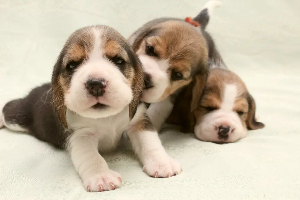 group-small-dogs-puppies-beagle