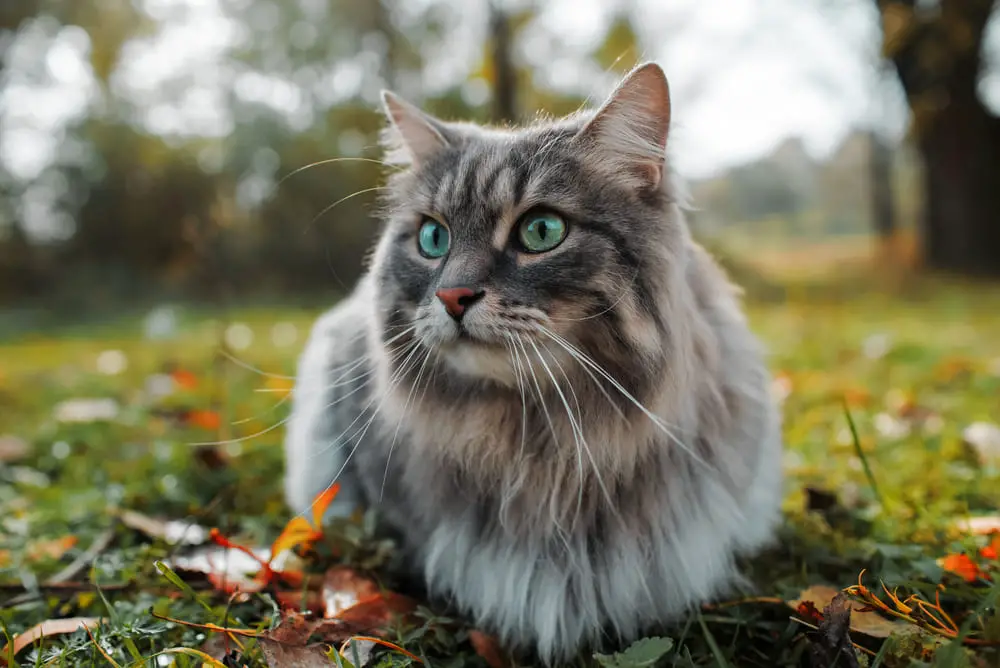 cat-looks-side-sits-on-green