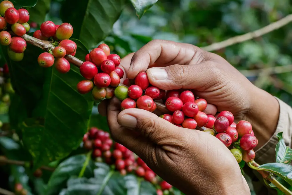 harvesting-coffee-berries-by-agriculturist-hands