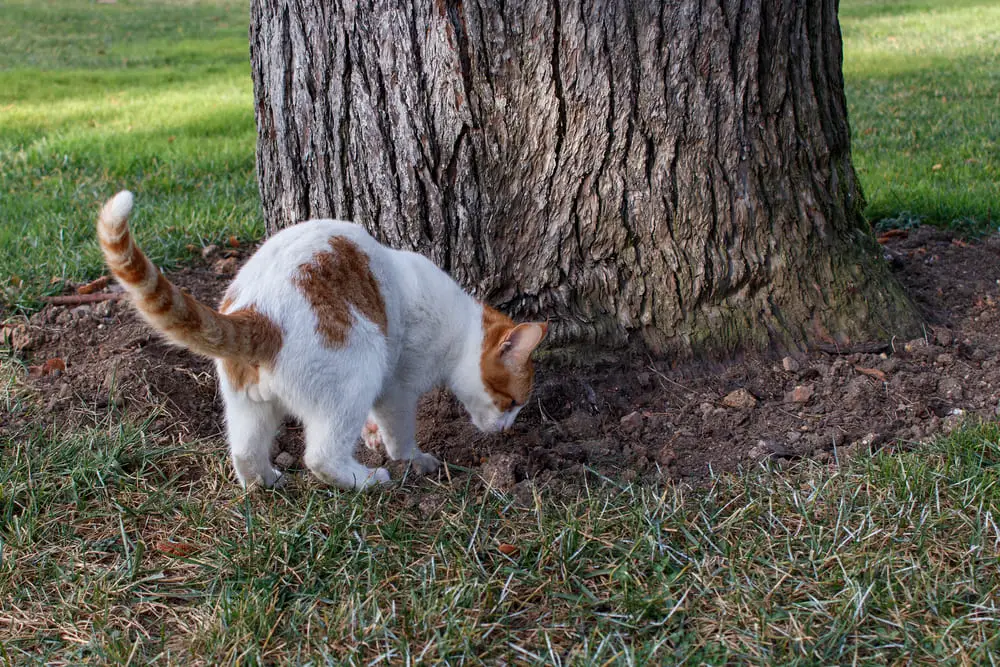 stray-cat-living-wild-digs-hole