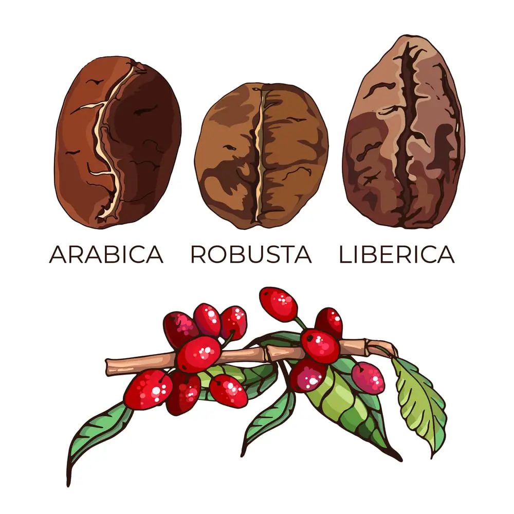 types-coffee-varieties-grains-plant-colorful