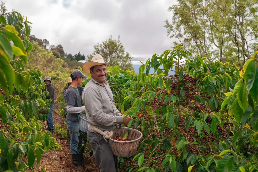 Farmers harvest coffee on coffee plantations