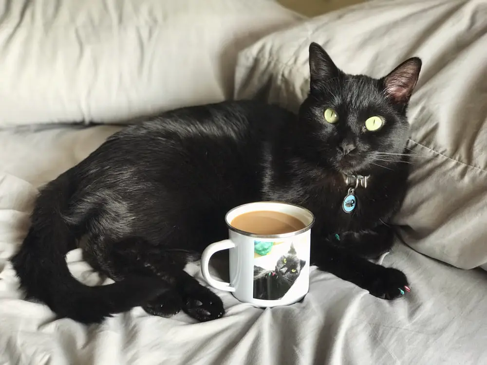 black-cats-coffee-morning
