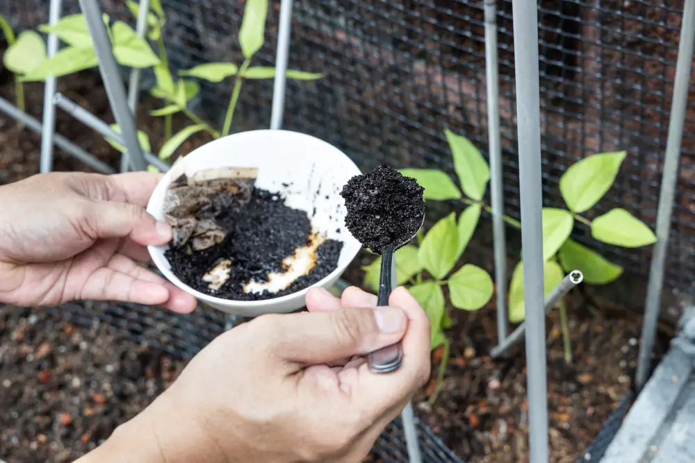 coffee-grounds-being-added-vegetables-plant