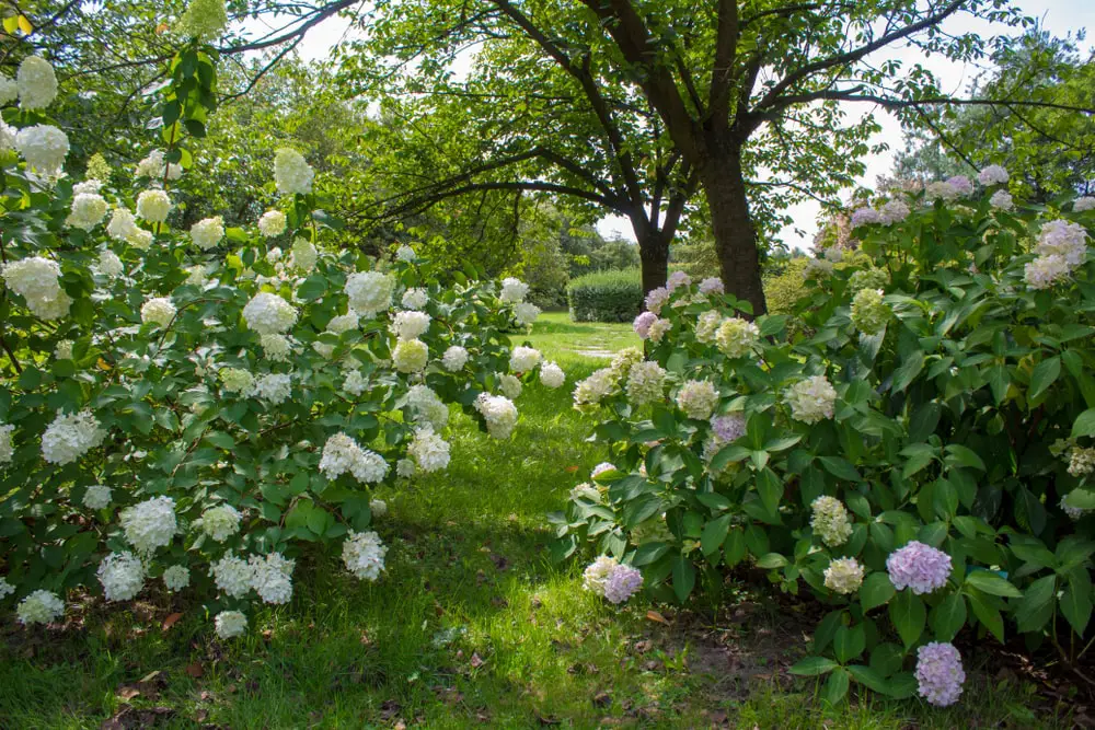 landscape-flowering-white-hydrangea-bushes-green