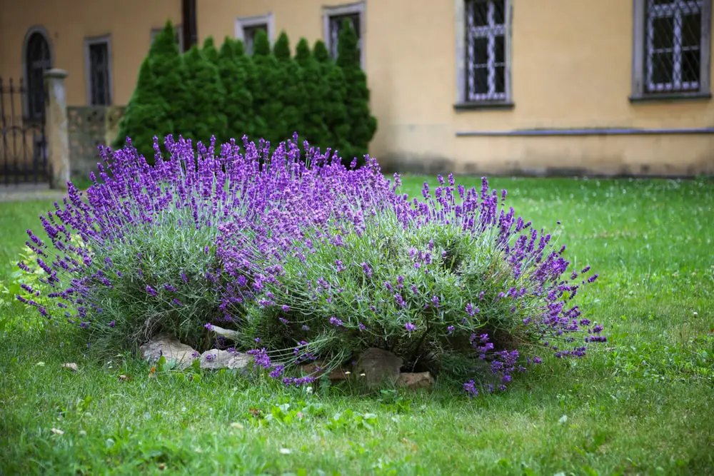 lavender-bush-background-street-bokhe