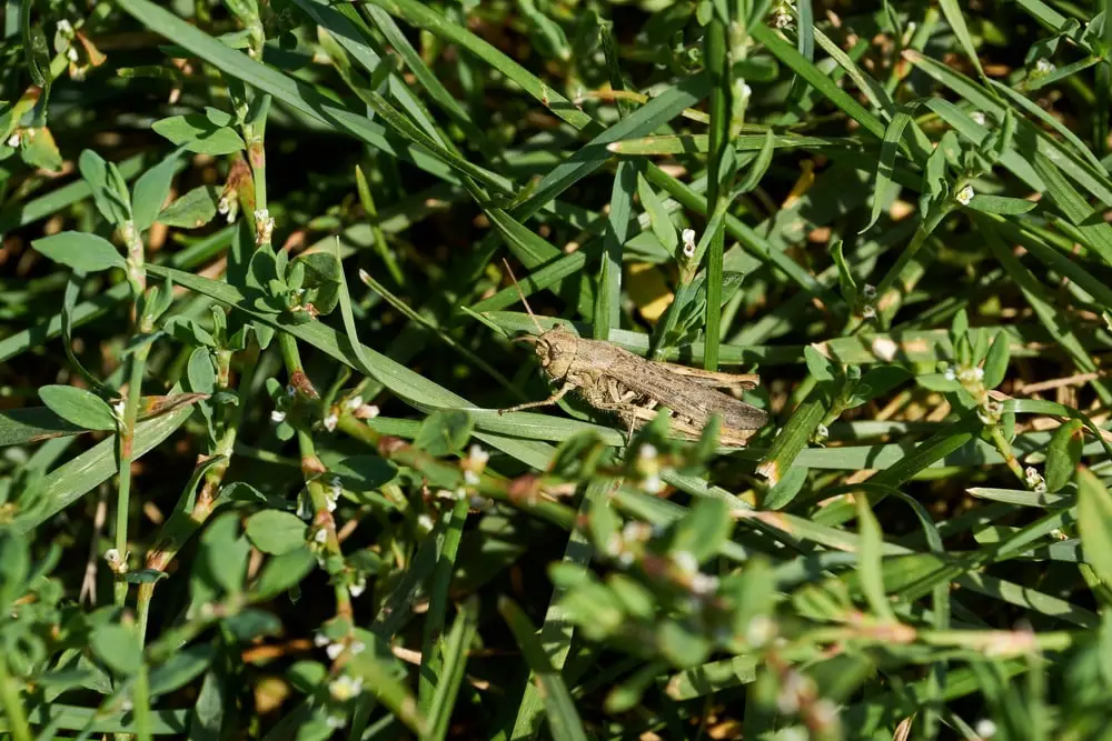 locusts-sitting-grass-on-lawn-acrides