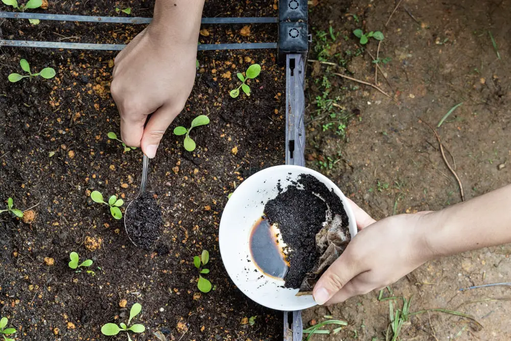 overhead-view-coffee-grounds-being-added