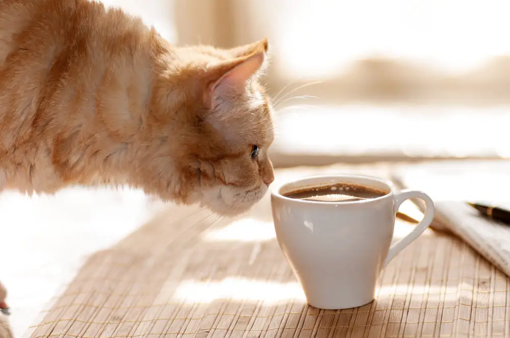 red-cat-sniffing-mug-black-coffee