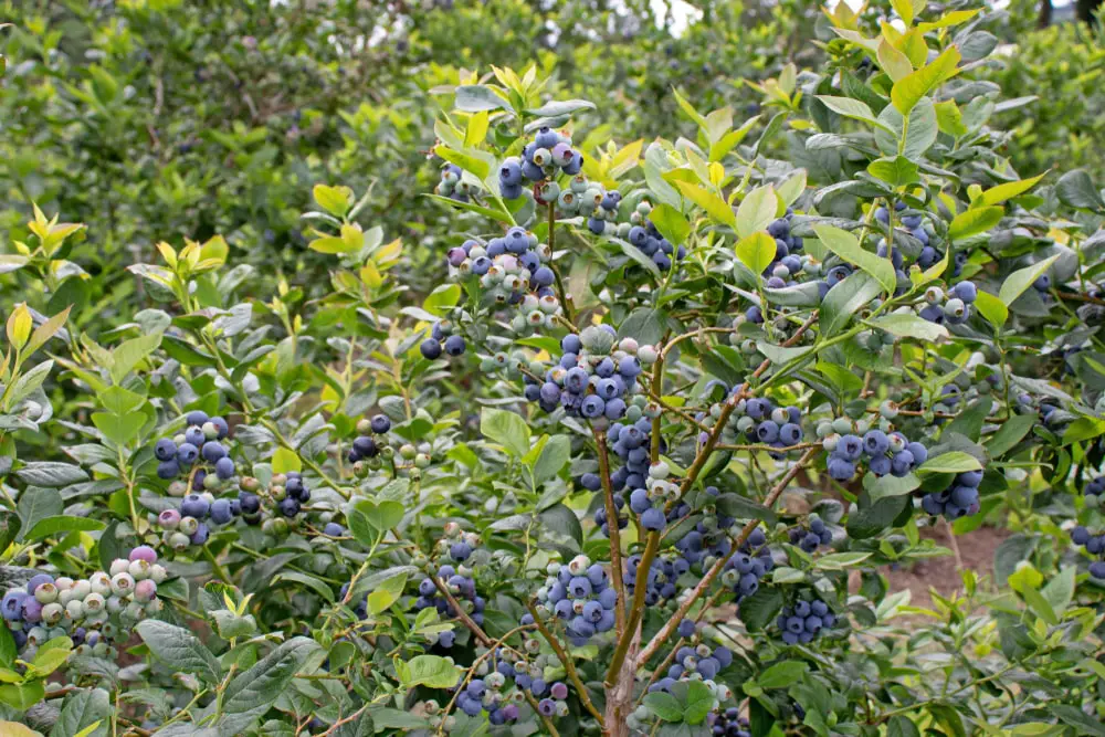 ripe-blueberry-fruits-on-plantation-abundance