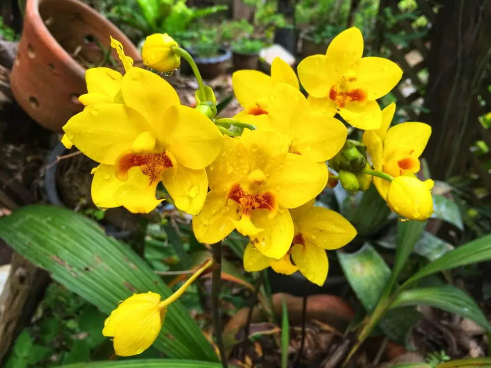 yellow-orchid-garden-can-be-used