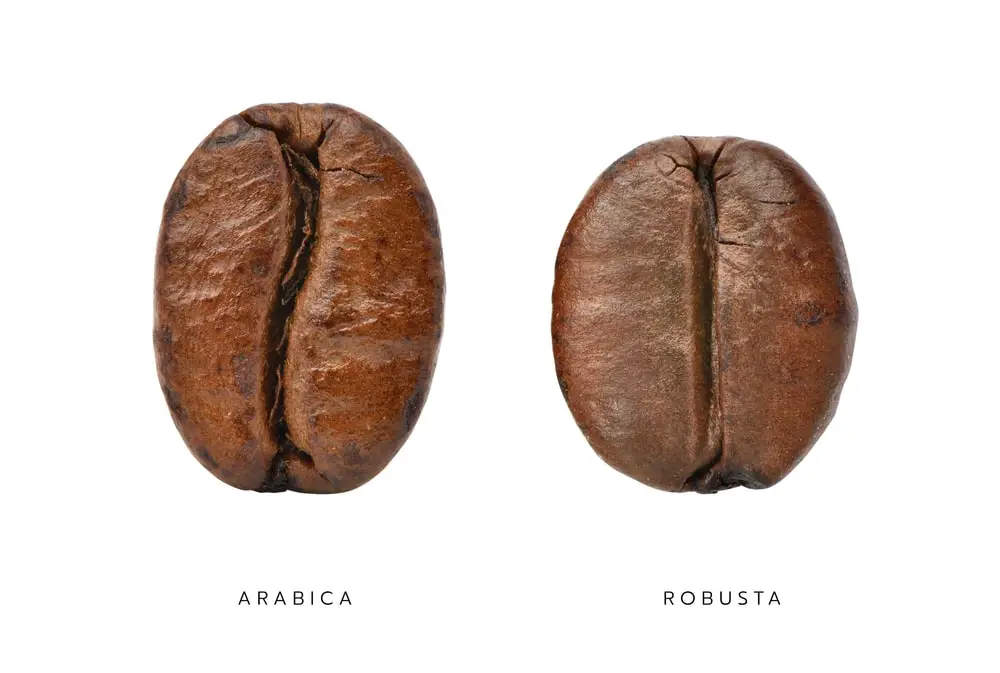 comparative-characteristics-arabica-robusta-coffee-beans