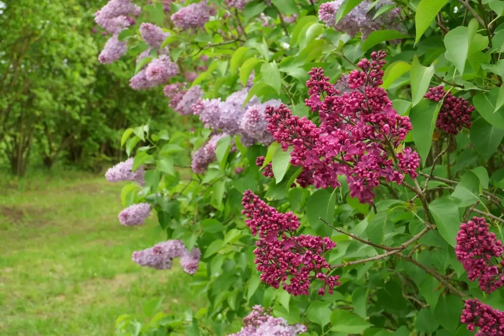 lilac-flowering-time-spring-may-bloom