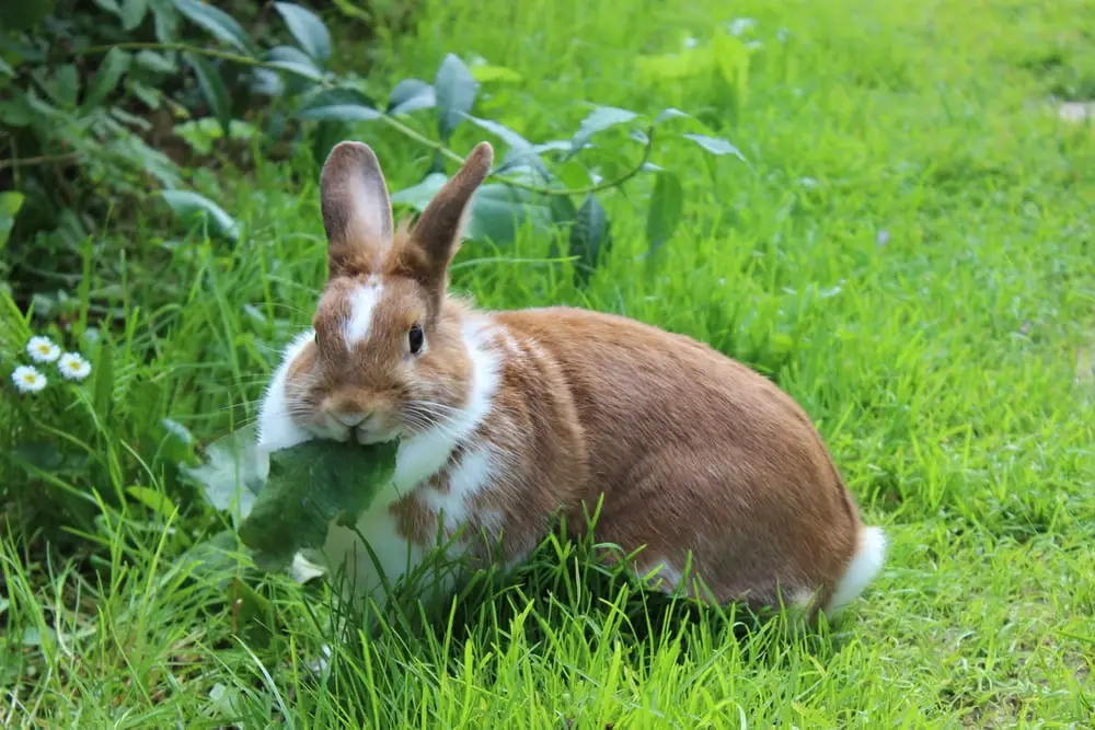 rabbit-sitting-on-meadow-eating-leaf
