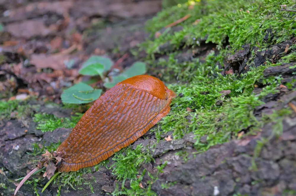 red-roadside-slug-spanish-hid-forest